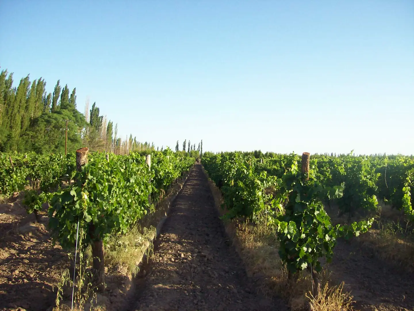 Viña en espaldera en Real del Padre, San Rafael, con álamos atrás