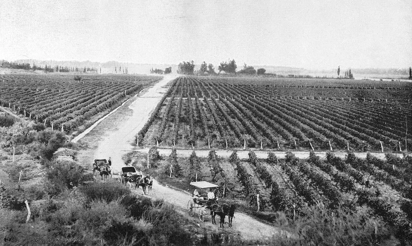 Carruajes en un camino entre viñas, Mendoza, hacia 1910