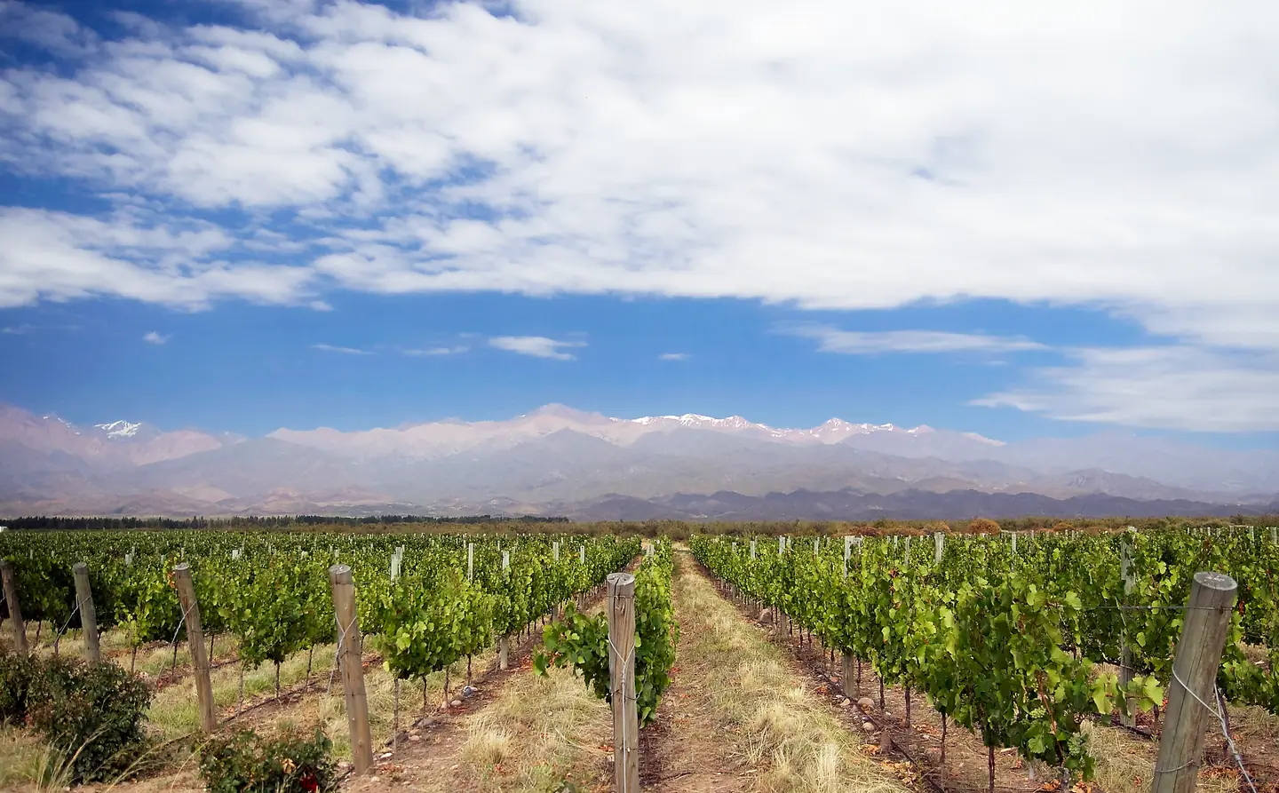 Viñedos verdes con la cordillera nevada al fondo